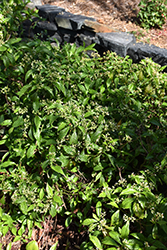 Florida Wild Coffee (Psychotria nervosa) at Stonegate Gardens