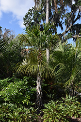 Halifax Fan Palm (Livistona drudei) at Stonegate Gardens