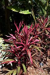 Red Pepper Hawaiian Ti Plant (Cordyline fruticosa 'Red Pepper') at Stonegate Gardens