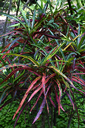 Zanzibar Variegated Croton (Codiaeum variegatum 'Zanzibar') at Stonegate Gardens