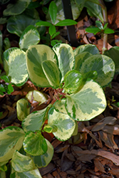 Golden Gate Baby Rubber Plant (Peperomia obtusifolia 'Golden Gate') at Stonegate Gardens