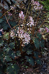 Black Velvet Begonia (Begonia 'Black Velvet') at Stonegate Gardens