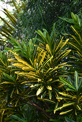 Sunny Star Variegated Croton (Codiaeum variegatum 'Sunny Star') at Stonegate Gardens