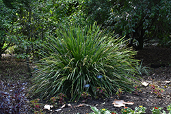 TropicBelle Mat Rush (Lomandra hystrix 'LHCOM') at Stonegate Gardens