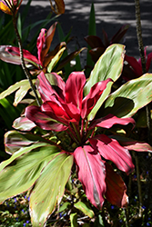 Sunset Hawaiian Ti Plant (Cordyline fruticosa 'Sunset') at Stonegate Gardens