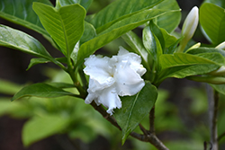 Double-flowered Crepe Jasmine (Tabernaemontana divaricata 'Flore Pleno') at Lakeshore Garden Centres