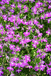 Lobelix Purple Lobelia (Lobelia 'Lobelix Purple') at Stonegate Gardens