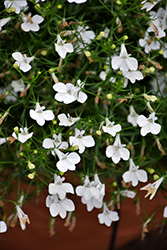 Lobelix White Lobelia (Lobelia 'Lobelix White') at Stonegate Gardens