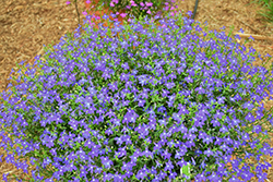 Hot Royal Blue Lobelia (Lobelia 'Weslorobl') at Stonegate Gardens