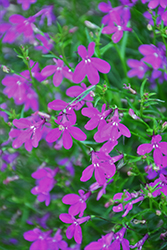 Purple Star Lobelia (Lobelia erinus 'Wespurstar') at Stonegate Gardens