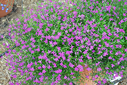 Purple Star Lobelia (Lobelia erinus 'Wespurstar') at Stonegate Gardens