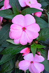 Sonic Light Pink New Guinea Impatiens (Impatiens 'Sonic Light Pink') at Stonegate Gardens