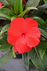 Sonic Deep Red New Guinea Impatiens (Impatiens 'Sonic Deep Red') at Stonegate Gardens