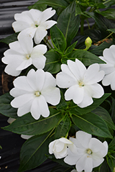 Florific White New Guinea Impatiens (Impatiens hawkeri 'Florific White') at Stonegate Gardens