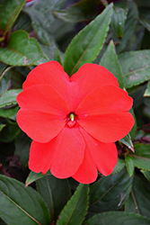 Florific Red New Guinea Impatiens (Impatiens hawkeri 'Florific Red') at Stonegate Gardens