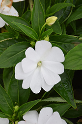 Divine White New Guinea Impatiens (Impatiens hawkeri 'Divine White') at Stonegate Gardens