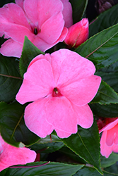 Divine Pink New Guinea Impatiens (Impatiens hawkeri 'Divine Pink') at Stonegate Gardens