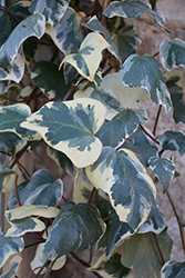 Variegated Persian Ivy (Hedera colchica 'Dentata Variegata') at Stonegate Gardens