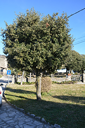 Holm Oak (Quercus ilex) at Lakeshore Garden Centres