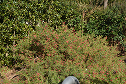 Wilson's Grevillea (Grevillea wilsonii) at Stonegate Gardens