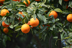Bitter Orange (Citrus aurantium) at Stonegate Gardens
