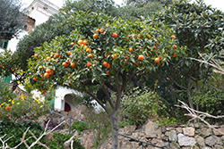 Bitter Orange (Citrus aurantium) at Stonegate Gardens