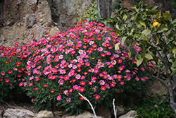 Aramis Fire Marguerite Daisy (Argyranthemum frutescens 'Aramis Fire') at Stonegate Gardens