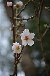 Almond (Prunus dulcis) at Stonegate Gardens