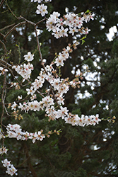 Almond (Prunus dulcis) at Stonegate Gardens