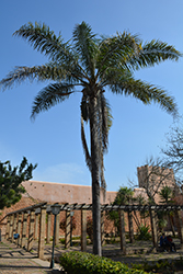 Queen Palm (Syagrus romanzoffiana) at Stonegate Gardens