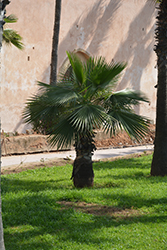 Desert Fan Palm (Washingtonia filifera) at Lakeshore Garden Centres