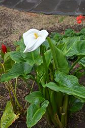 Calla Lily (Zantedeschia aethiopica) at Stonegate Gardens