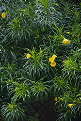 Yellow Oleander (Thevetia peruviana) at Stonegate Gardens