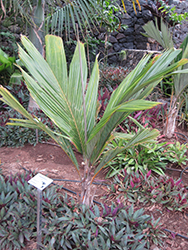 Pelagodoxa Palm (Pelagodoxa henryana) at Stonegate Gardens