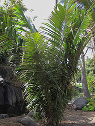 Chivila Palm (Attalea colenda) at Stonegate Gardens