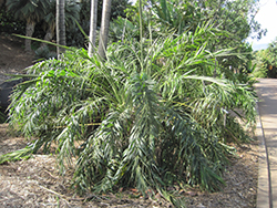 Seashore Palm (Allagoptera arenaria) at Stonegate Gardens