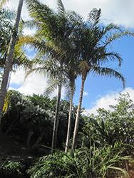 Kajewskia Palm (Veitchia spiralis) at Stonegate Gardens