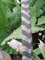 Zebra Fishtail Palm (Caryota zebrina) at Stonegate Gardens