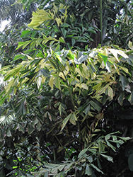 Variegated Fishtail Palm (Caryota mitis 'Variegata') at Stonegate Gardens