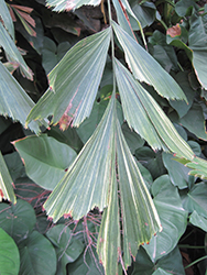 Variegated Fishtail Palm (Caryota mitis 'Variegata') at Stonegate Gardens