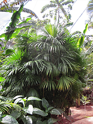 Finger Palm (Rhapis multifida) at Stonegate Gardens