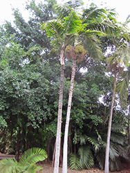 Tibetan Sugar Palm (Arenga micrantha) at Stonegate Gardens