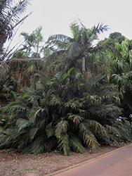 Arenga Palm (Arenga australasica) at Stonegate Gardens