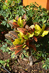 Variegated Croton (Codiaeum variegatum var. pictum) at Stonegate Gardens