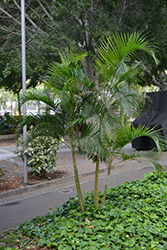 Areca Palm (Dypsis lutescens) at Lakeshore Garden Centres