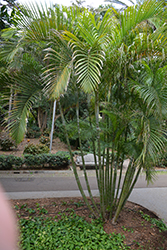 Areca Palm (Dypsis lutescens) at Stonegate Gardens