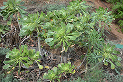 Ciliatum Aeonium (Aeonium ciliatum) at Stonegate Gardens