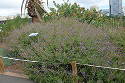 Canary Island Lavender (Lavandula canariensis) at Stonegate Gardens