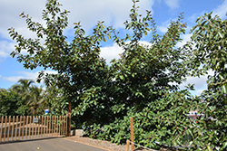 Velutina Fig (Ficus velutina) at Stonegate Gardens
