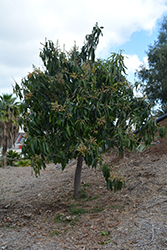 Sri Lanka Wild Mango (Mangifera zeylanica) at Stonegate Gardens